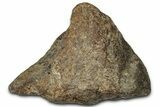 Dinosaur (Triceratops) Frill Shield Section - Montana #347963-1